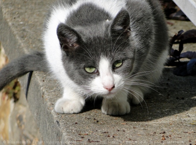 Photo de Chat domestique