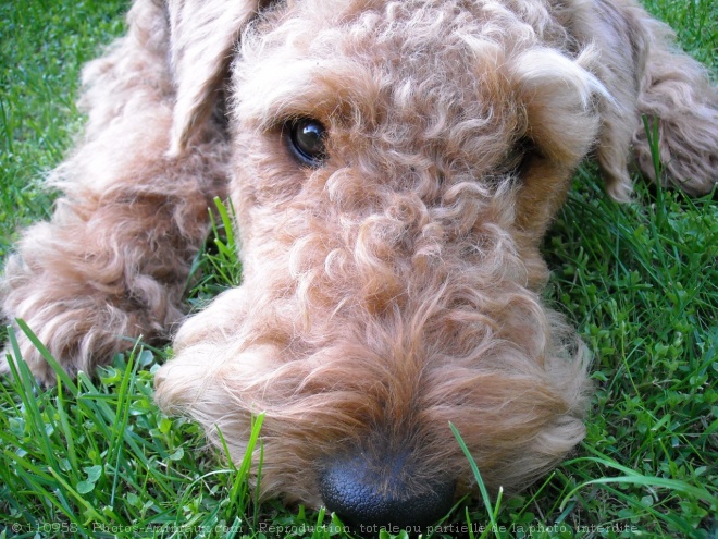 Photo d'Airedale terrier