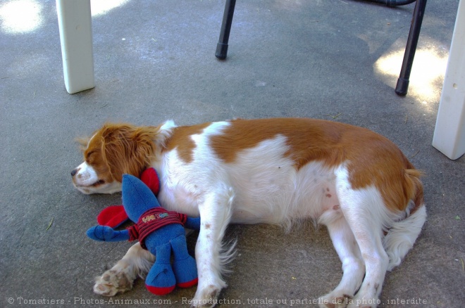 Photo de Cavalier king charles spaniel