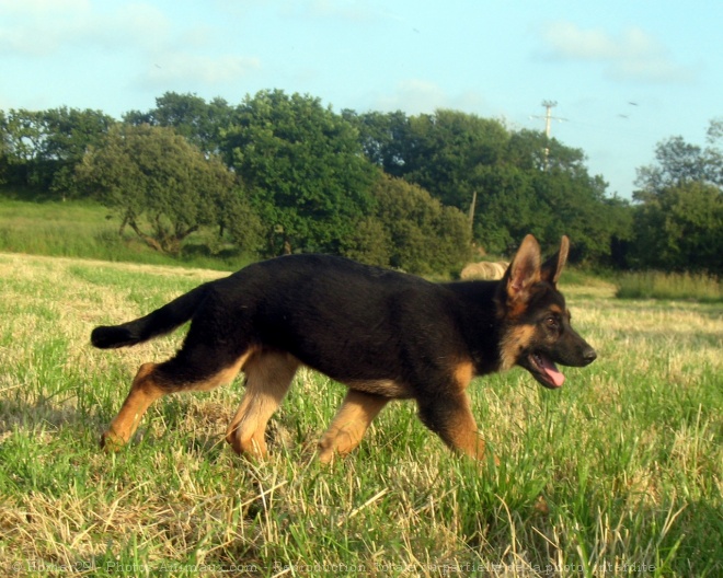 Photo de Berger allemand  poil court