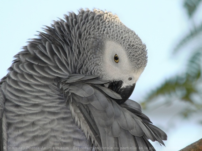 Photo de Perroquet - gris du gabon