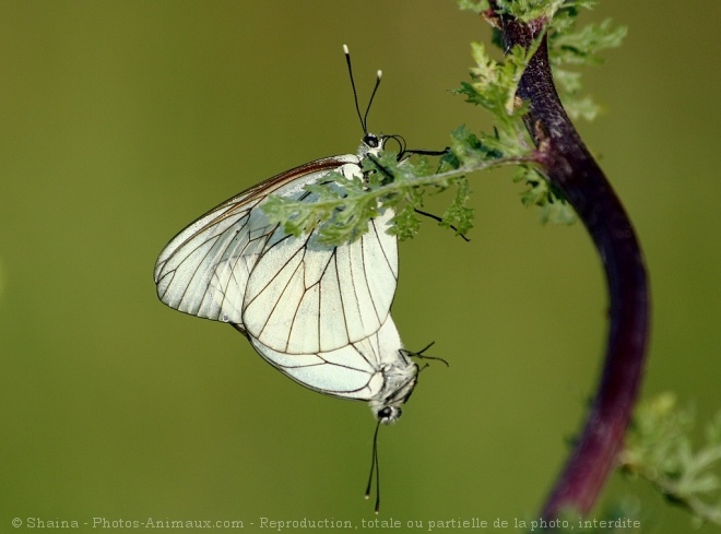 Photo de Papillon - le gaz