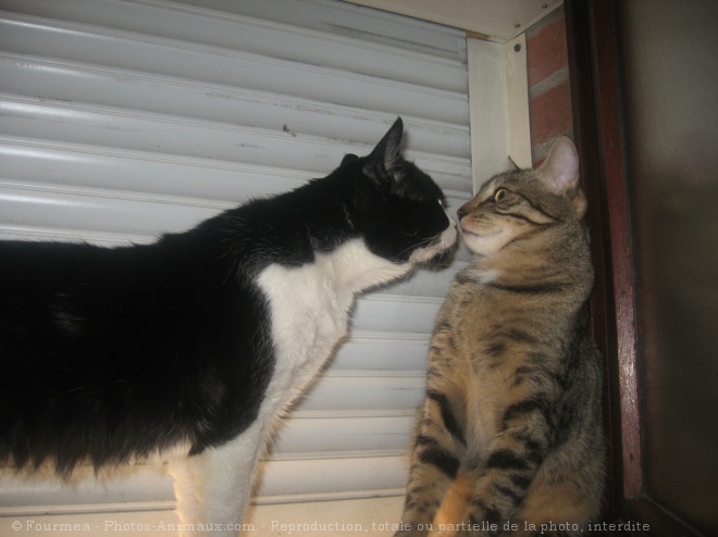 Photo de Chat domestique