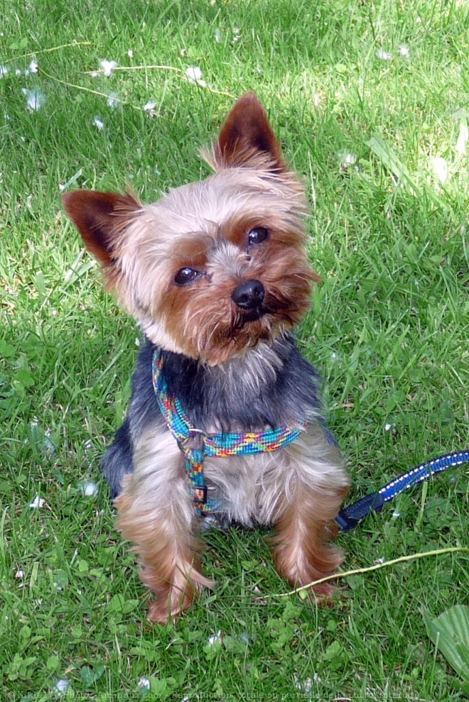 Photo de Yorkshire terrier