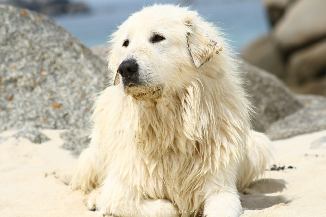 Photo de Chien de montagne des pyrnes