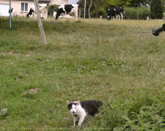 Photo de Chat domestique