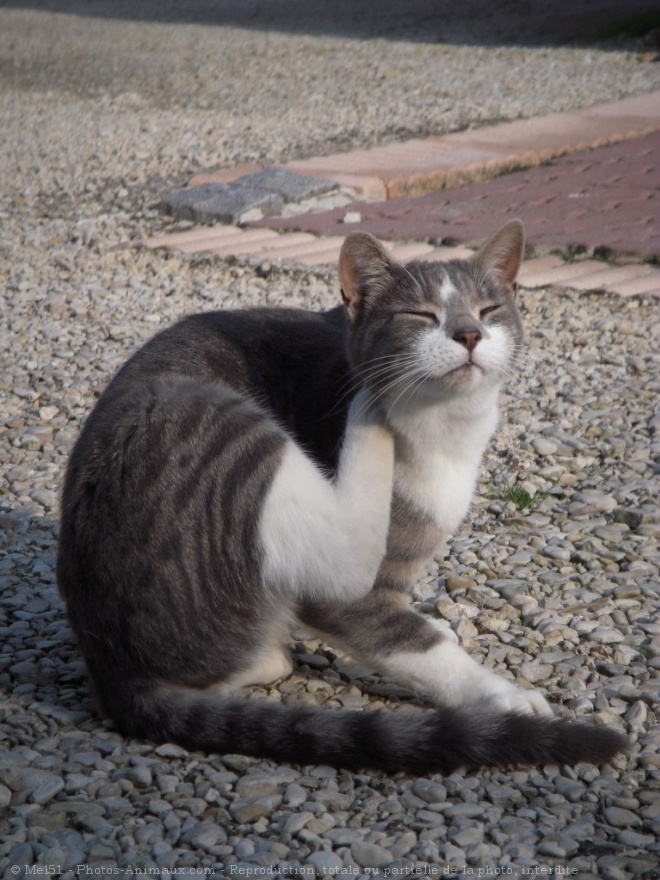 Photo de Chat domestique