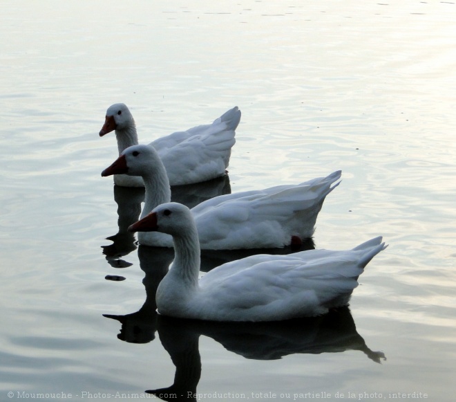 Photo d'Oie blanche