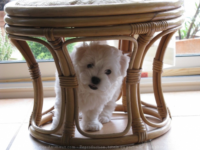 Photo de Coton de tulear