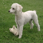 Photo de Caniche moyen