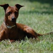 Photo de Pinscher nain