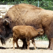 Photo de Bison