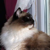 Photo de Ragdoll