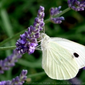 Photo de Papillon