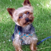 Photo de Yorkshire terrier