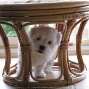 Photo de Coton de tulear