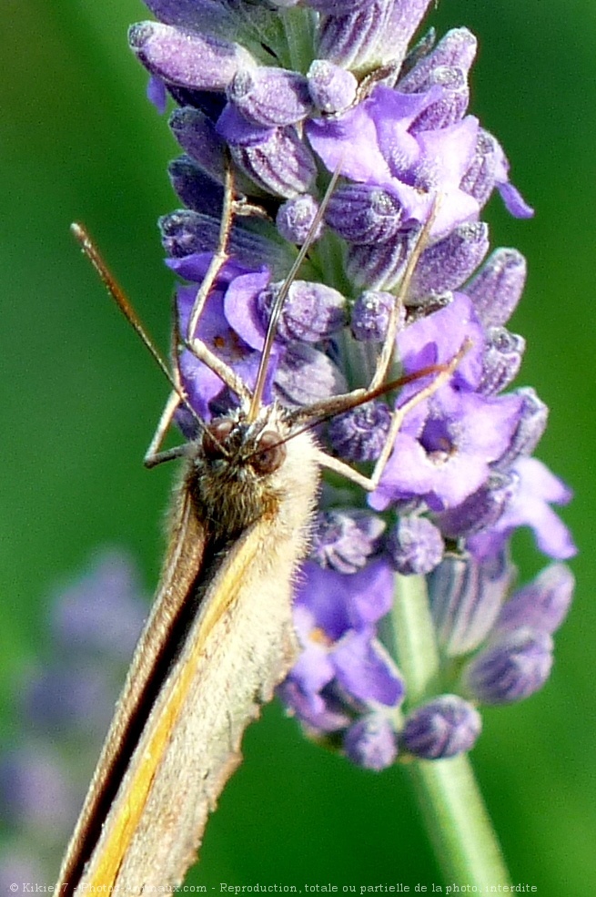 Photo de Papillon