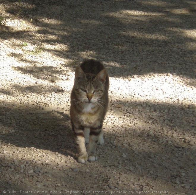 Photo de Chat domestique