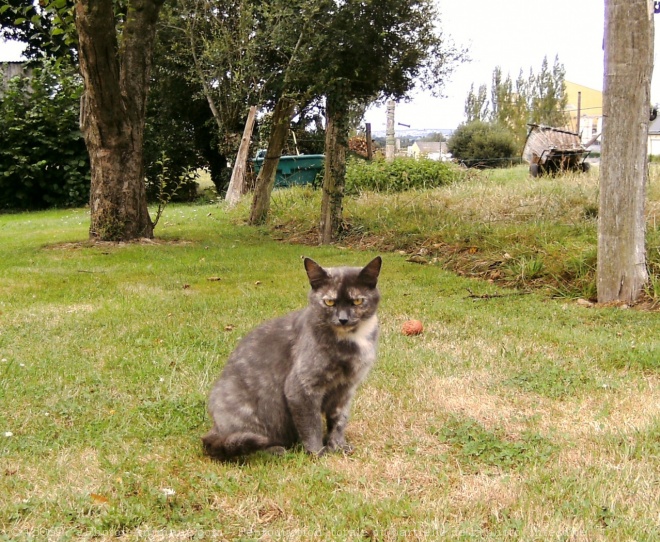 Photo de Chat domestique