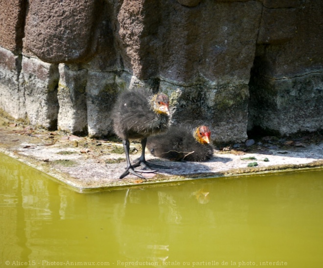 Photo de Foulque macroule