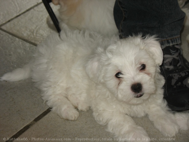 Photo de Coton de tulear