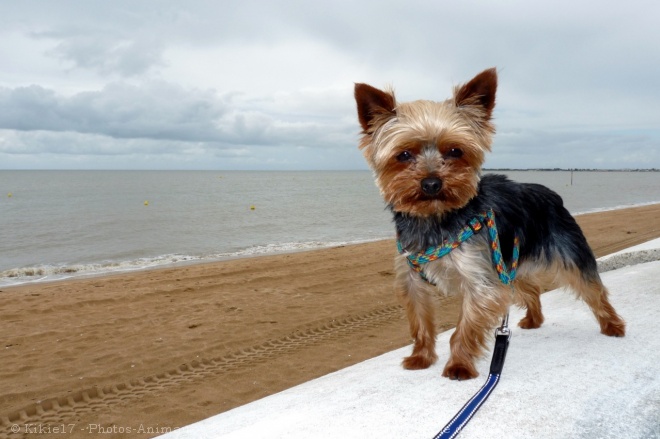 Photo de Yorkshire terrier