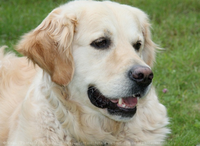 Photo de Golden retriever