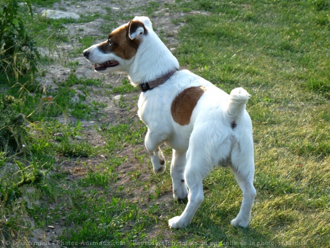 Photo de Jack russell terrier