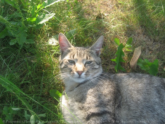 Photo de Chat domestique