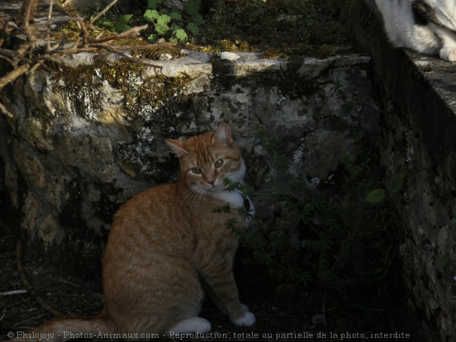 Photo de Chat domestique