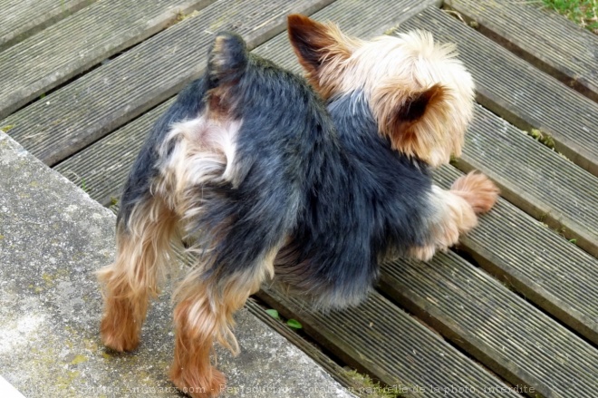 Photo de Yorkshire terrier