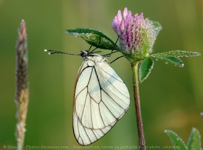 Photo de Papillon - le gaz