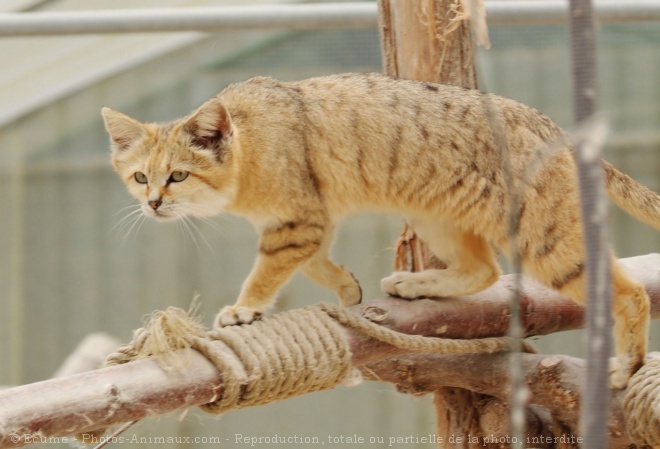 Photo de Chat des sables