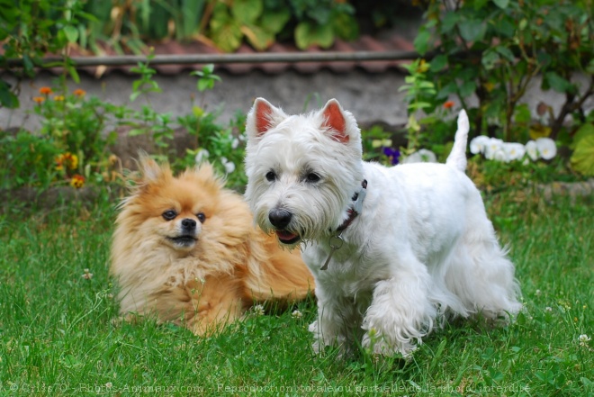 Photo de West highland white terrier