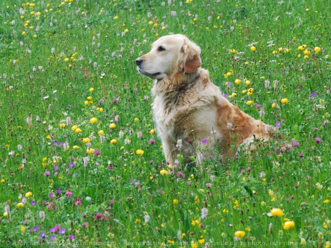 Photo de Golden retriever