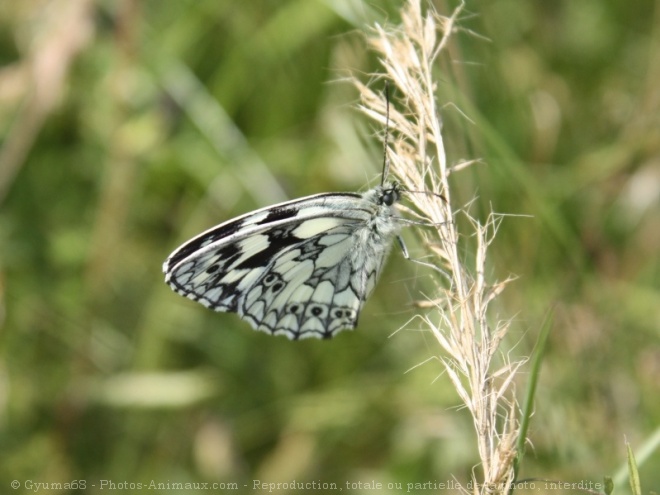 Photo de Papillon