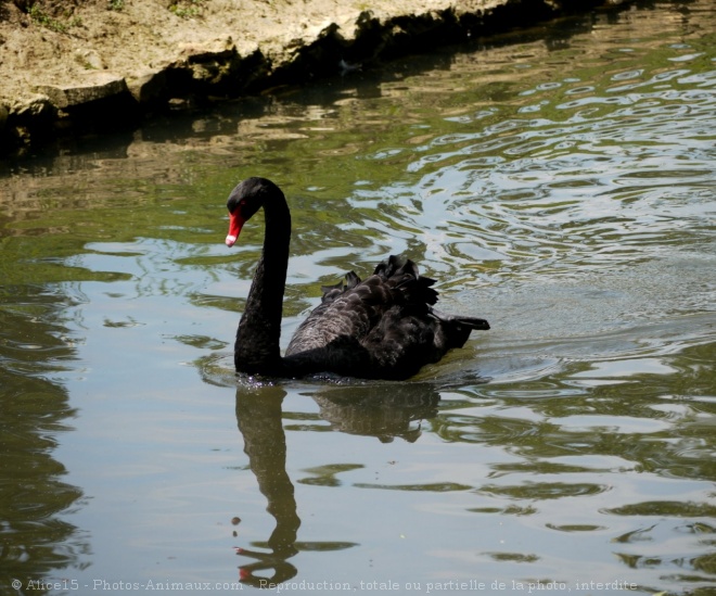 Photo de Cygne