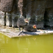 Photo de Foulque macroule