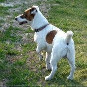 Photo de Jack russell terrier