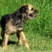 Photo de Border terrier