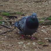 Photo de Pigeon