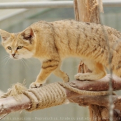 Photo de Chat des sables