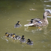 Photo de Canard colvert