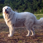 Photo de Chien de montagne des pyrnes