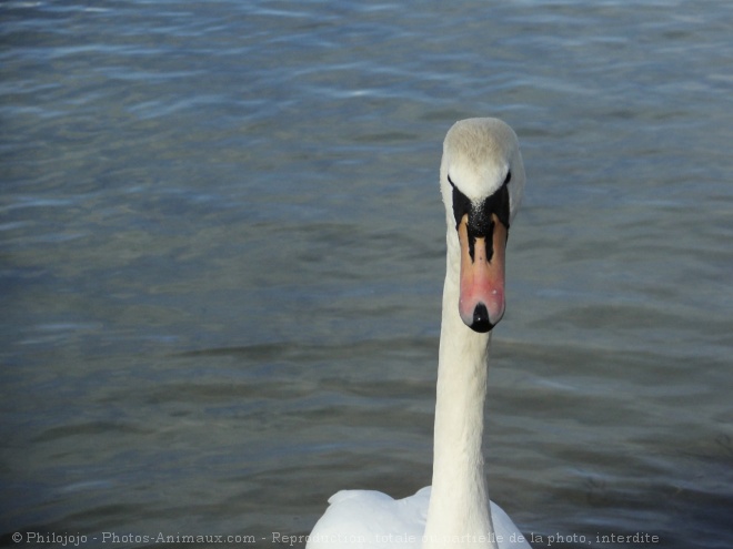 Photo de Cygne