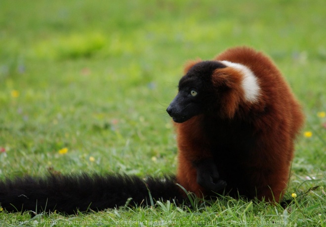 Photo de Lmurien - maki vari roux