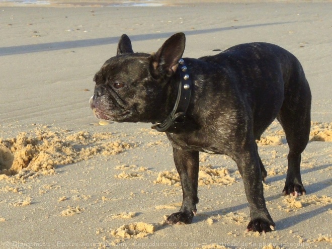 Photo de Bouledogue franais