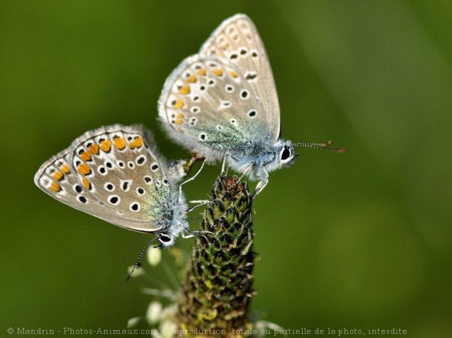 Photo de Papillon - le bel argus