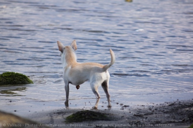 Photo de Chihuahua  poil court