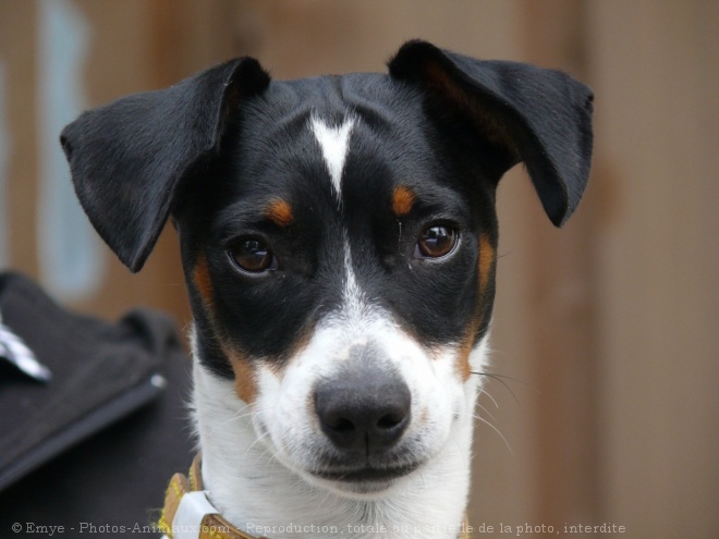 Photo de Jack russell terrier